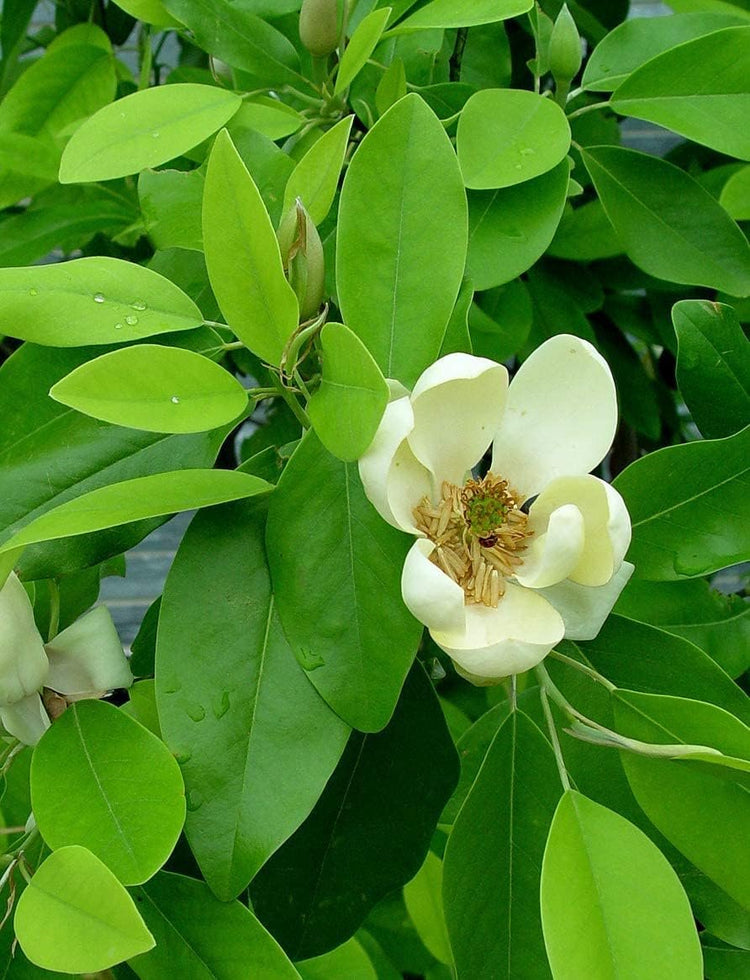 Sweet Bay Magnolia Tree | Live Plants | Magnolia Virginiana | Beautiful Ornamental Specimen