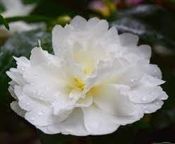 Camellia Sasanqua Mine-No-Yuki I Extra Large 3 Gallon Plants I White Flowering Snow-White Blooms, Live Plant for Gardens & Landscapes, Winter Blooming Elegance for Year-Round Greenery