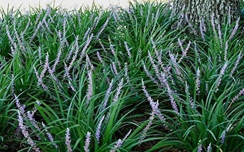 Evergreen Giant Liriope Muscari - Live Plants - Drought Tolerant Low Maintenance Evergreen Groundcover Grass