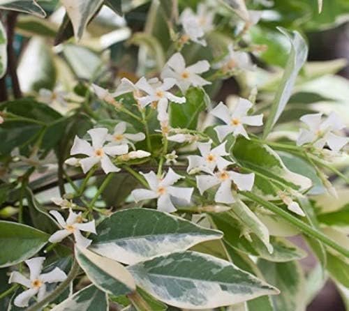 Confederate Jasmine Variegated - Live Plants - Trachelospermum Jasminoides Variegatum - Fragrant Blooming Evergreen Vine