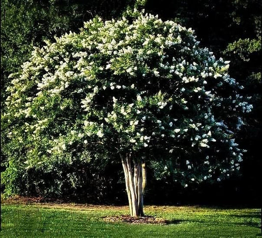 Crape Myrtle Natchez | Extra Large 3 Gallon Plants | Lagerstroemia Indica | Beautiful Low Maintenance White Blooming Flowering Tree