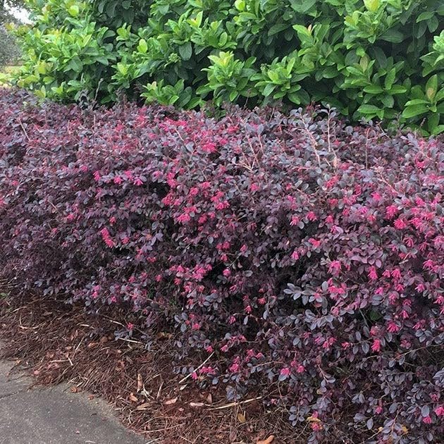 Loropetalum Daruma Compact Ruby I Live Plants I Chinese Fringe Flower I Vibrant Red Foliage and Pink Flowers, Low-Maintenance, Compact Shrub for Borders and Containers