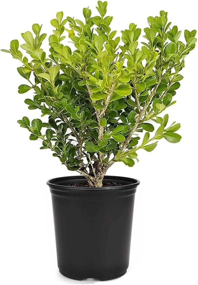 Japanese Boxwood | Live 4 Inch Pot | Buxus Microphylla | Formal Evergreen Low Maintenance Hedge Plants