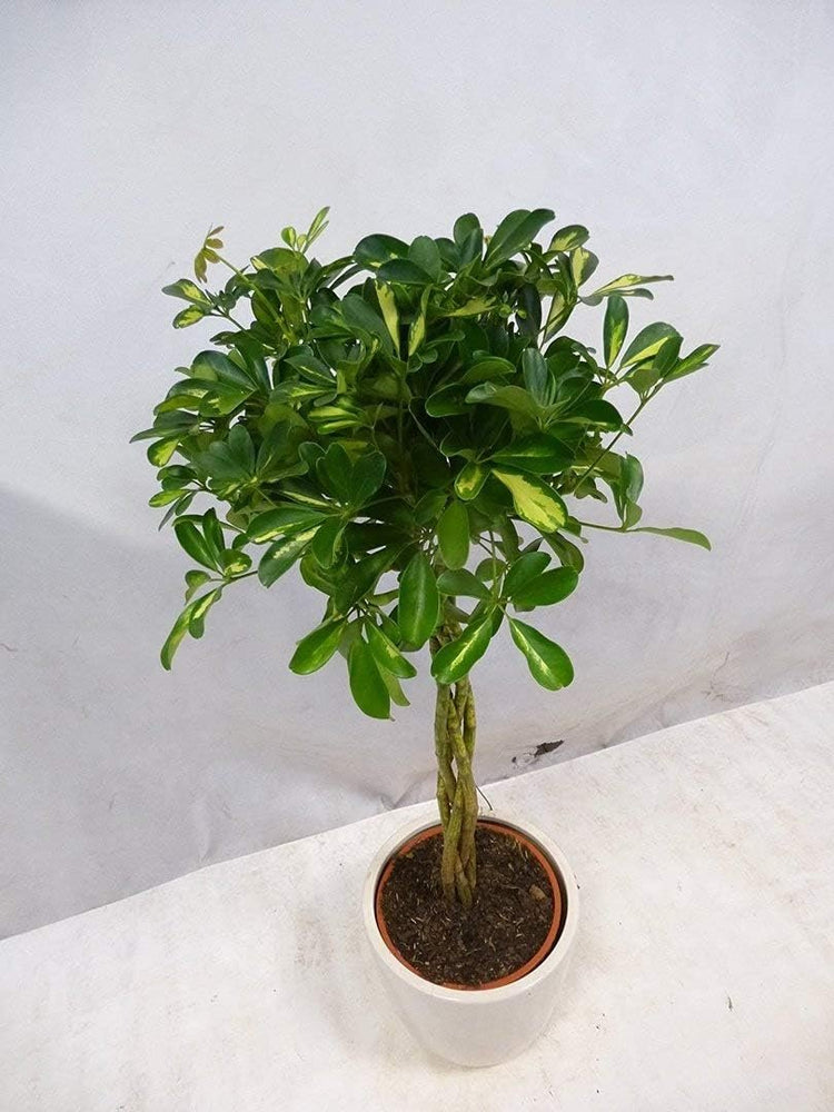 Umbrella Tree - 'Gold Capella' Live Braided Schefflera Arboricola - Florist Quality - Beautiful Indoor Tree - 3 Feet Tall