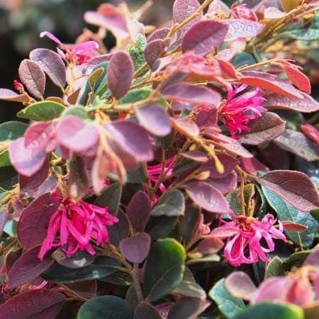 Loropetalum Daruma Compact Ruby I Live Plants I Chinese Fringe Flower I Vibrant Red Foliage and Pink Flowers, Low-Maintenance, Compact Shrub for Borders and Containers