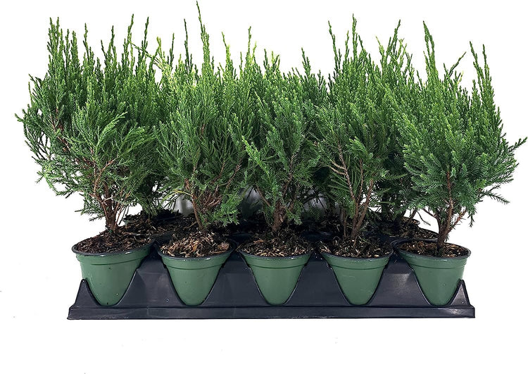 Sea Green Juniper - Live 4 Inch Pots - Juniperus Chinensis - Drought Tolerant Cold Hardy Evergreen Border Screening Plant