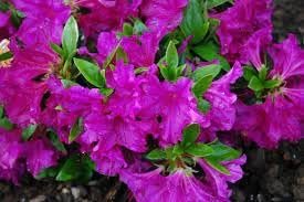 Azalea Purple Formosa | Extra Large 3 Gallon Plant | Vibrant & Lush, Large Purple Blooms, Hardy & Adaptable Shrub for Landscapes, Gardens, or Containers, Low-Maintenance