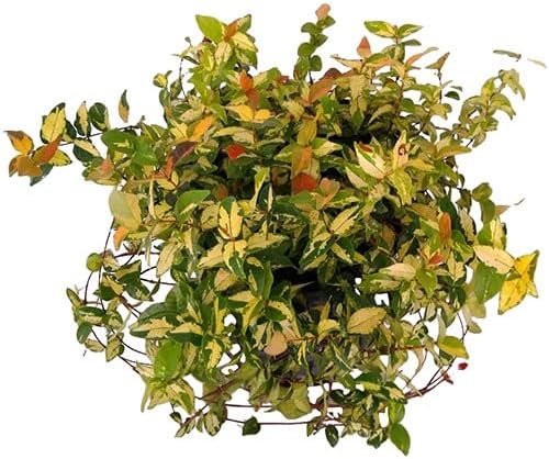 Summer Sunset Jasmine I 2 Large Gallon Size Plants I Trachelospermum Asiaticum I Live Radiant Orange-Red Flowers for Full Sun Gardens, Drought-Tolerant, Vibrant Blooms