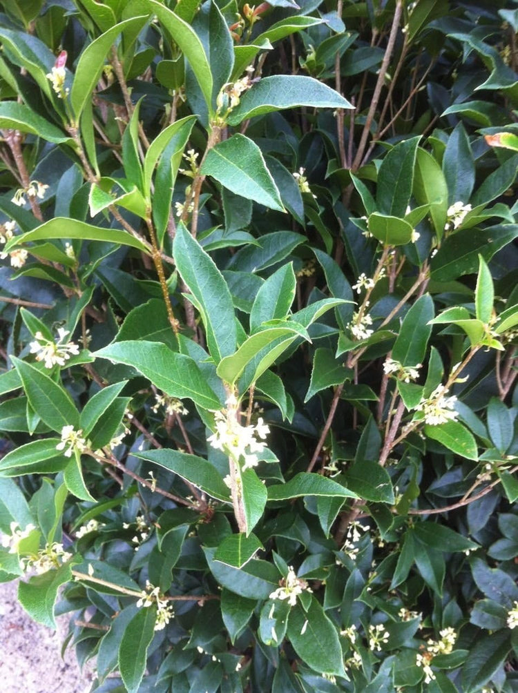 Fragrant Tea Olive Shrub | Live Gallon Size Plants | Osmanthus Fragrans