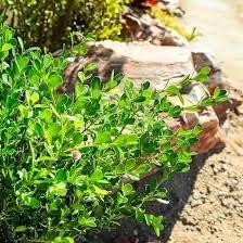 Japanese Boxwood | Extra Large 3 Gallon Plants | Dense & Evergreen Shrub, Ideal for Elegant Hedges, Topiary, Borders, and Landscape Design, Hardy & Drought Tolerant