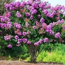 Crape Myrtle Catawba | Extra Large 3 Gallon Plant I Purple Flowering Lavender-Purple Summer Blooms, Drought-Resistant Live Tree