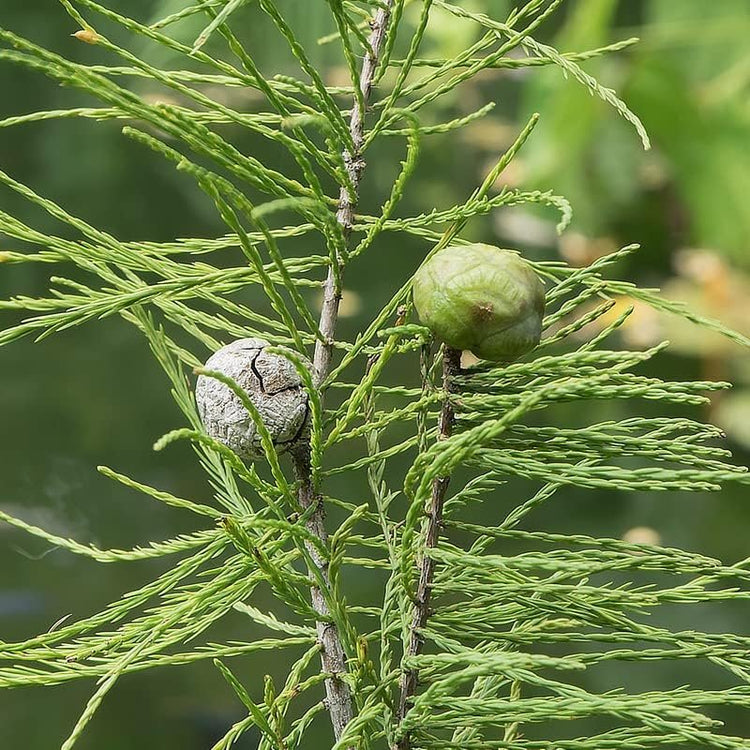 Pond Cypress | Live Trees | Taxodium Ascendens | Wet Tolerant Fast Growing Shade Tree