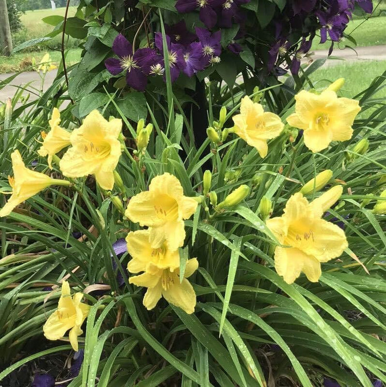 Daylily Happy Returns I Live 3 Inch Pots I Hemerocallis | Yellow Flowers | Perennial Garden Star, Easy-to-Grow for Continuous Floral Display (30 Plants)