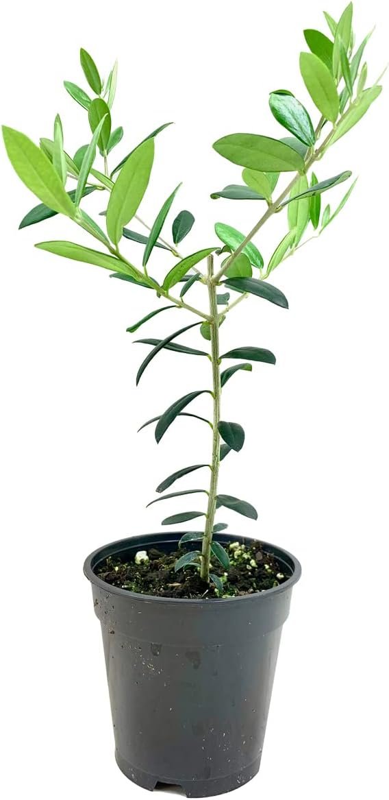 Arbequina Olive Tree | Live 4 Inch Pots | Grow Your Own Olives Indoors