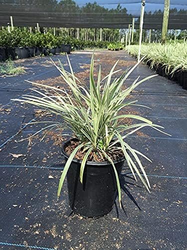 Aztec Grass | Gallon Size Plants | Live Variegated Ophiopogon Liriope Muscari