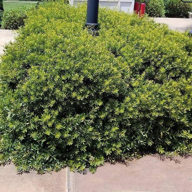 Wax Myrtle Don's Dwarf I Live Plants I Myrica Cerifera | Compact Evergreen Shrub with Aromatic Foliage, Ideal for Small Spaces, Hedges, & Landscape Accents (30 Plants)