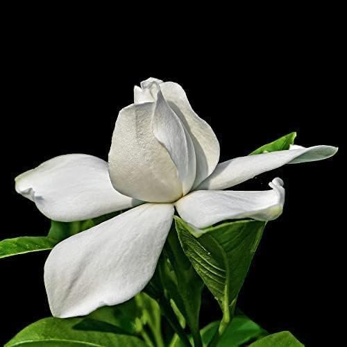 Gardenia Radicans Dwarf | Live Plants | Fragrant Blooming Shrub | Gardenia Jasminoides Cape Jasmine