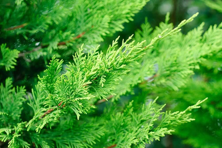 Murray Cypress Tree | Large Quart Size Containers | Cupressus x Leylandii | Live Upright Screening Evergreen Hedge Plant