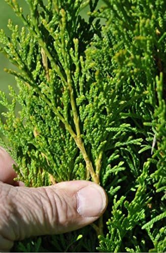 Thuja Blue Cone Arborvitae Qty 60 Live Plants Evergreen Privacy Hedge