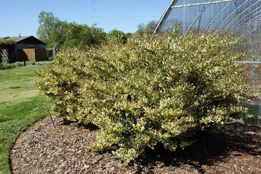 Ligustrum Japonicum Jack Frost Privet | 1 Large Gallon Size Plant I Live Variegated, Fast-Growing, Evergreen Shrub for Stunning Ornamental Landscaping, Ideal for Privacy Hedges