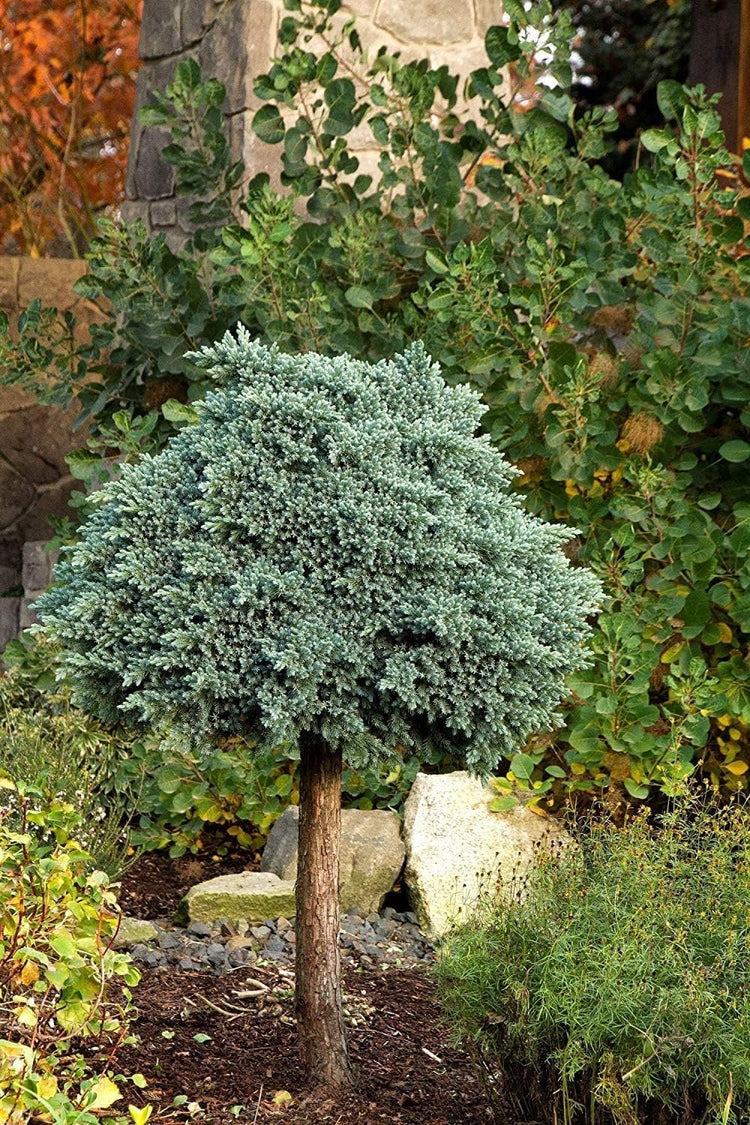 Blue Star Juniper | Large Gallon Size Plant | Juniperus Squamata | Low Maintenance Blue Evergreen Groundcover