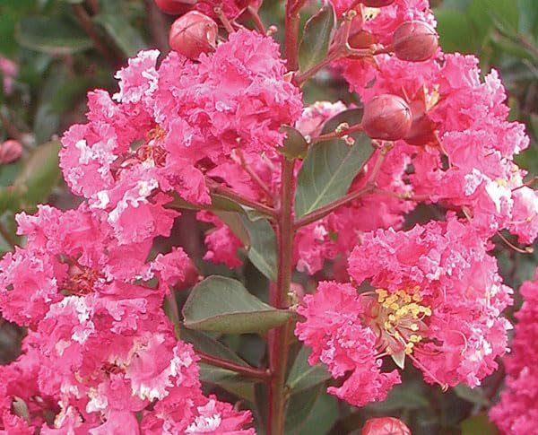 Crape Myrtle Raspberry Sundae | Extra Large 3 Gallon Plants | Dual-Color Red & Pink Blooms, Live Plant, Stunning Bicolor Ornamental Shrub for Eye-Catching Garden Displays