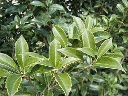 Tea Olive Fortunei | Live Plants | Fragrant Osmanthus Plant for Garden and Landscape, Fast Growing Evergreen Shrub