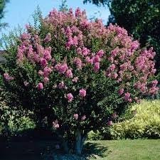 Crape Myrtle Hopi Rose Pink | Extra Large 3 Gallon Plants | Soft Rose-Pink Blossoms, Live Plant, Ornamental Shrub for Tranquil Garden Settings