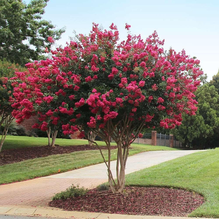 Crape Myrtle Tonto | Live Plants | Fuchsia Red/Pink Blooms, Premium Live Plant, Ornamental Shrub for Captivating Garden Accents