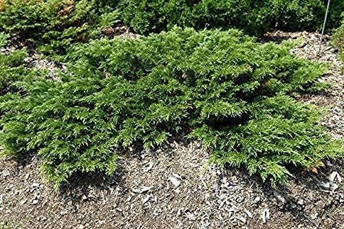 Juniper Monna Sierra Spreader | Live 4 Inch Pots | Juniperus Chinensis | Drought Tolerant Cold Hardy Evergreen Groundcover Plants