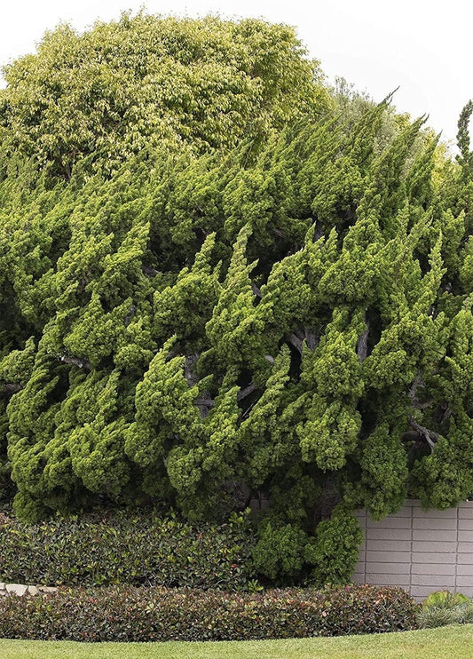 Hollywood Juniper | Juniperus Chinensis Torulosa | Live Gallon Size Trees | Drought Tolerant Cold Hardy Evergreen Plant