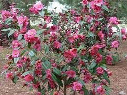 Camellia Sasanqua Kaniiro I Extra Large 3 Gallon Plant | Pink Flowering Vibrant Blooming Shrub, Live Plant for Garden, Landscape & Home Decor, Hardy Evergreen Ornamental Flowering Bush