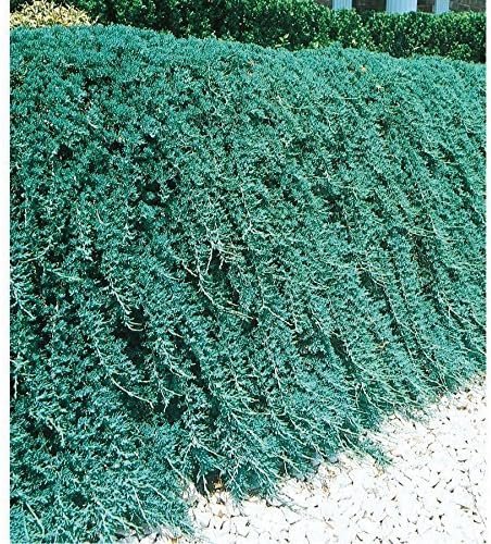 Blue Rug Juniper | 10 Live Plants | Drought Tolerant Cold Hardy Evergreen Ground Cover