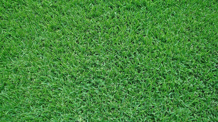 St. Augustine Seville Sod - Extra Large Live Plugs - Drought, Salt & Shade Tolerant Turf Grass