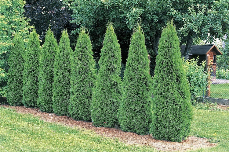 Arborvitae Emerald Green | Live 4 Inch Pots | Thuja Occidentalis Smaragd Tree | Evergreen Privacy Screening Hedge Plants