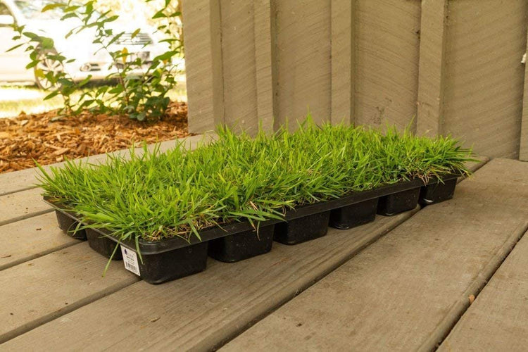 Zoysia Sod Plugs - Large 3" x 3" Plugs - Drought, Salt & Shade Tolerant Turf Grass