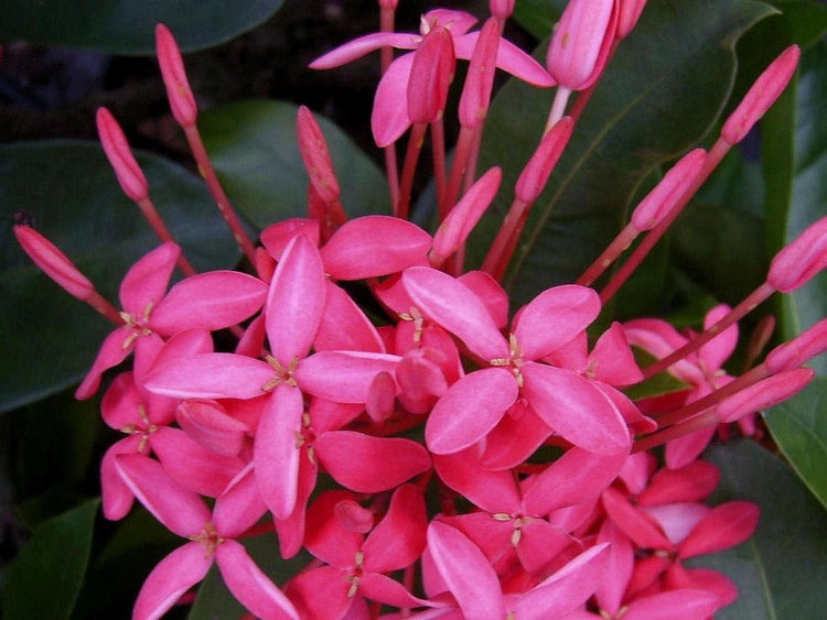 Nora Grant Ixora Plant | Live Plants | Vibrant Pink Blooms | Tropical Flowering Shrub | Ideal for Landscapes & Gardens | Lush Decorative Foliage | Ixora coccinea (3 Plants)