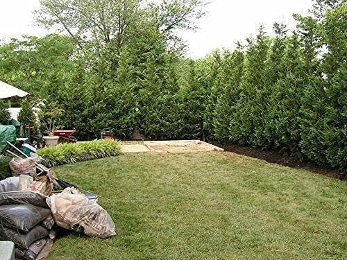 Murray Cypress Tree | Large 3 Gallon Plant | Cupressus x Leylandii | Live Privacy Screening Hedge