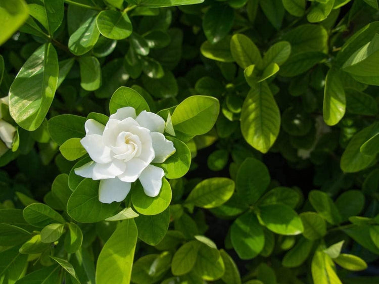 Everblooming Gardenia Jasminoides 'Veitchii' - Live Plants - Beautiful Fragrant Blooming Shrub