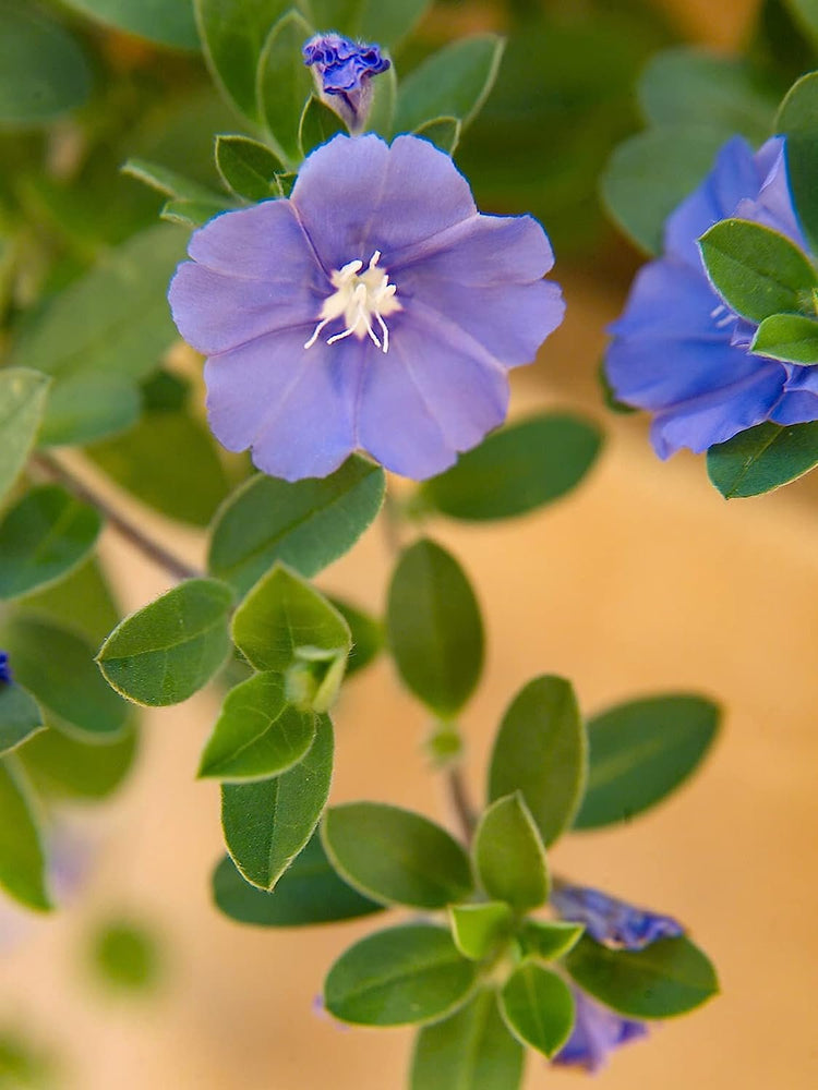 Blue Daze | Live Plants | Evolvulus Glomerata, Low Maintenance