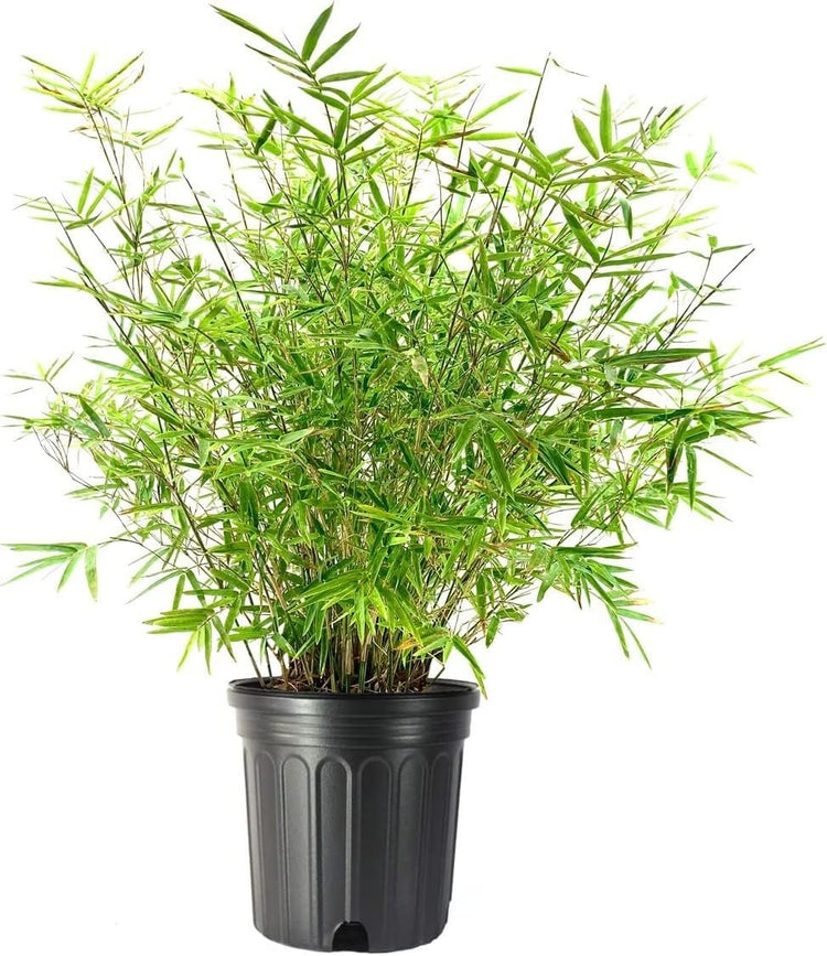 Golden Hedge Bamboo | Extra Large Live Plants | Bambusa Multiplex