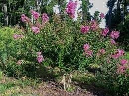 Crape Myrtle Hopi Rose Pink | Extra Large 3 Gallon Plants | Soft Rose-Pink Blossoms, Live Plant, Ornamental Shrub for Tranquil Garden Settings