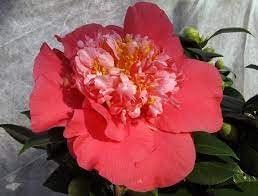 Camellia Japonica Laura Walker I Extra Large 3 Gallon Plants I Red & White Variegated Leaf Deep Red & White Striped Blooms, Live Plant for Home & Garden