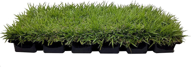 Zoysia Sod Plugs - Large 3" x 3" Plugs - Drought, Salt & Shade Tolerant Turf Grass