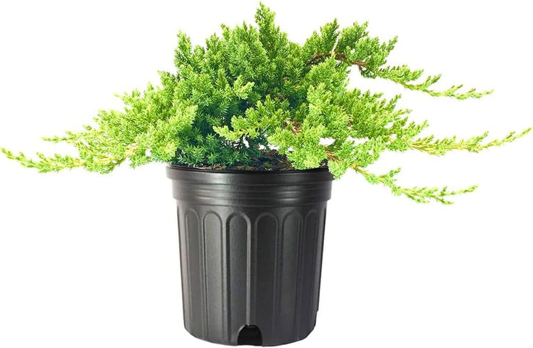 Dwarf Japanese Garden Juniper | Live Gallon Size Plants | Juniperus Procumbens Nana | Drought Tolerant Evergreen Groundcover | Great for Bonsai