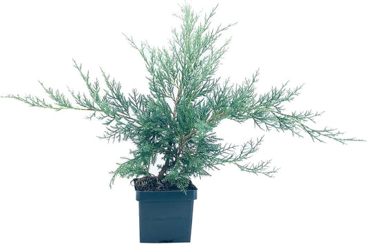 Juniper Angelica Blue - Live 4 Inch Pot - Juniperus Chinensis - Drought Tolerant Cold Hardy Evergreen Plants