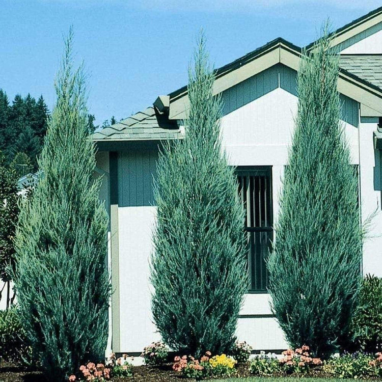 Medora Juniper | Live Gallon Size Plants | Perfect for Year-Round Landscaping, Privacy Screening, and Low Water Environments, Drought-Tolerant