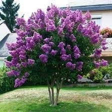 Crape Myrtle Catawba | Extra Large 3 Gallon Plant I Purple Flowering Lavender-Purple Summer Blooms, Drought-Resistant Live Tree