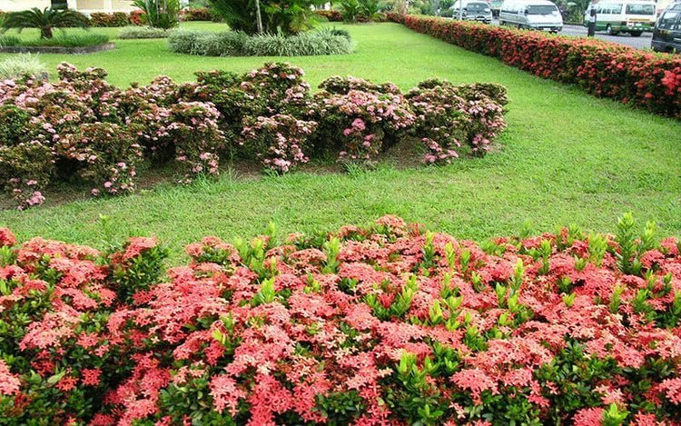 Nora Grant Ixora Plant | Live Plants | Vibrant Pink Blooms | Tropical Flowering Shrub | Ideal for Landscapes & Gardens | Lush Decorative Foliage | Ixora coccinea (3 Plants)