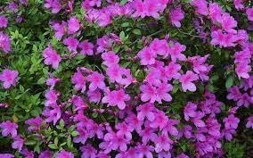 Azalea Purple Formosa | Extra Large 3 Gallon Plant | Vibrant & Lush, Large Purple Blooms, Hardy & Adaptable Shrub for Landscapes, Gardens, or Containers, Low-Maintenance